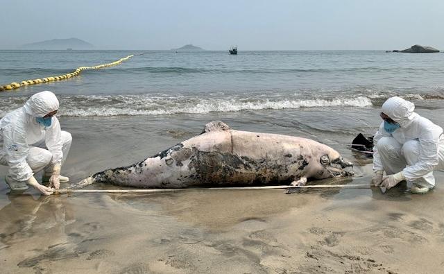 豚屍再現｜身長逾2.5米成年海豚擱淺塘福泳灘　本年度第17宗