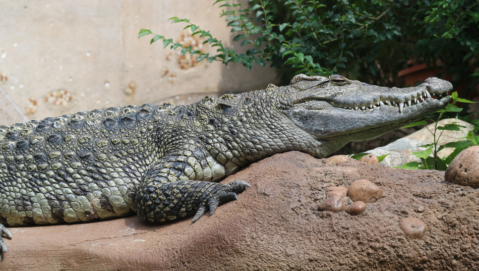 海洋公園早前邀請市民為去年於八鄉蓮花地發現的雌性鱷魚提交建議名字，共吸引超過逾1.1萬人參加。(海洋公園圖片)