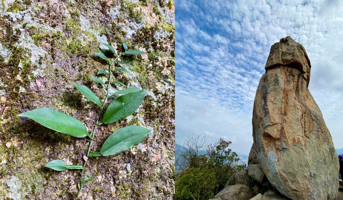 沙田行山路線︱望夫石鄰近市區 難度不高親子之選