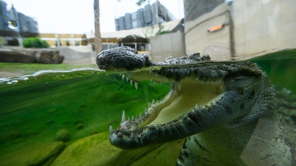 海洋公園鱷魚「百香果」首日與公眾見面。(海洋公園提供圖片)