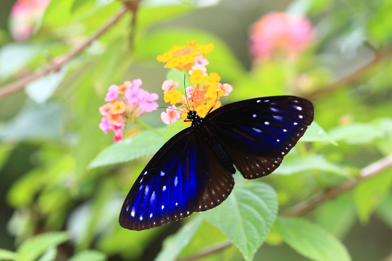 烏鴉型斑蝶 — 藍點紫斑蝶 (綠色力量圖片)