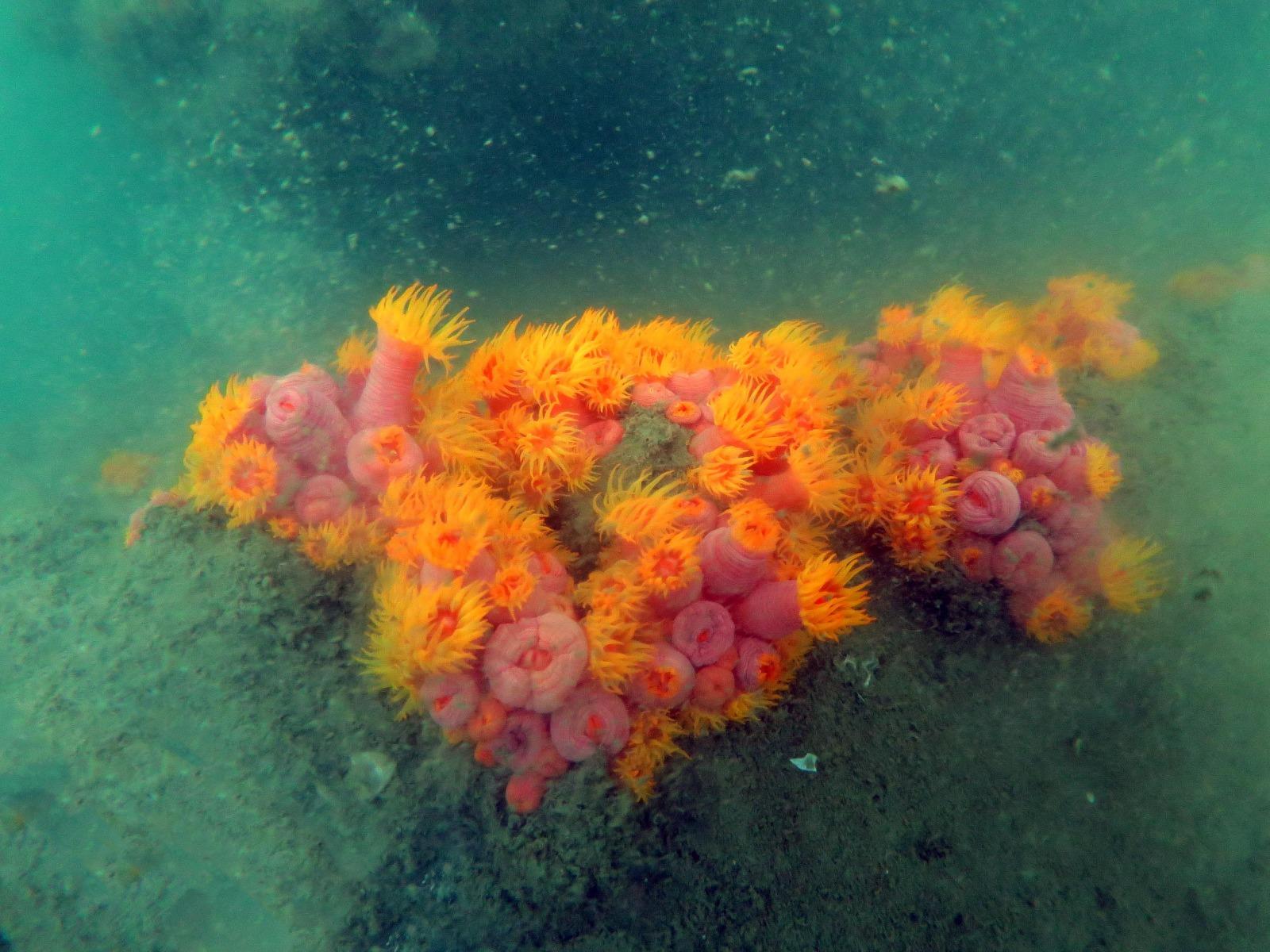 筒星珊瑚（石珊 瑚，學名： Tubastraea）