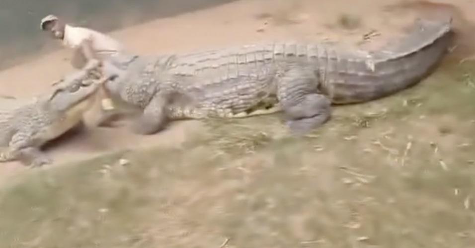 飼養員遭兩條鱷魚夾攻。(互聯網)