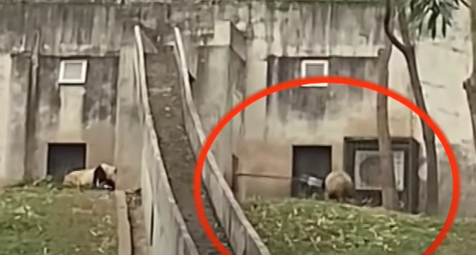 位於陝西省的秦嶺大熊貓研究中心被遊客拍片揭發，有工作人員用鐵鏟攻擊大熊貓。(影片截圖)