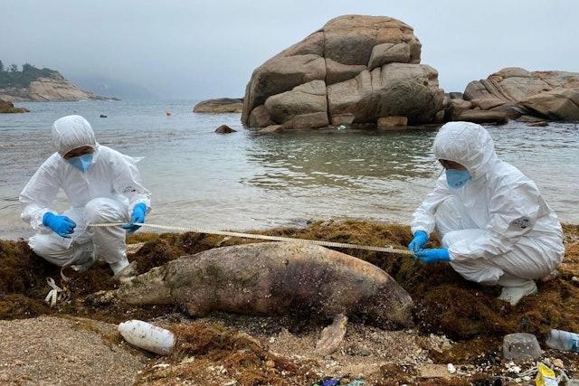 豚屍再現｜亞成年江豚石澳泳灘擱淺　今年首3個月累計第18宗