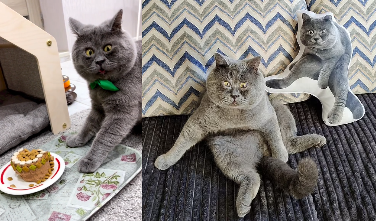 鬥雞眼「反派貓」身世可憐 搖身一變成網紅