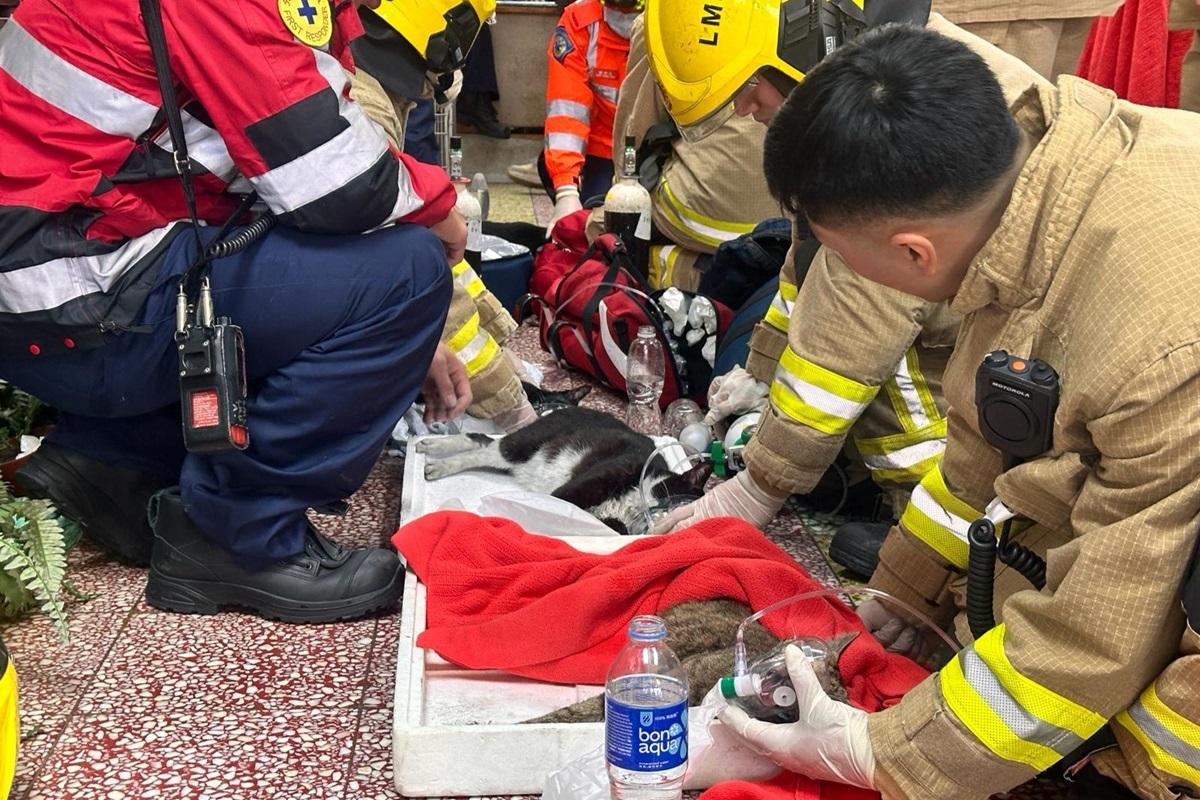 有家貓獲救後需要戴上氧氣罩協助呼吸。