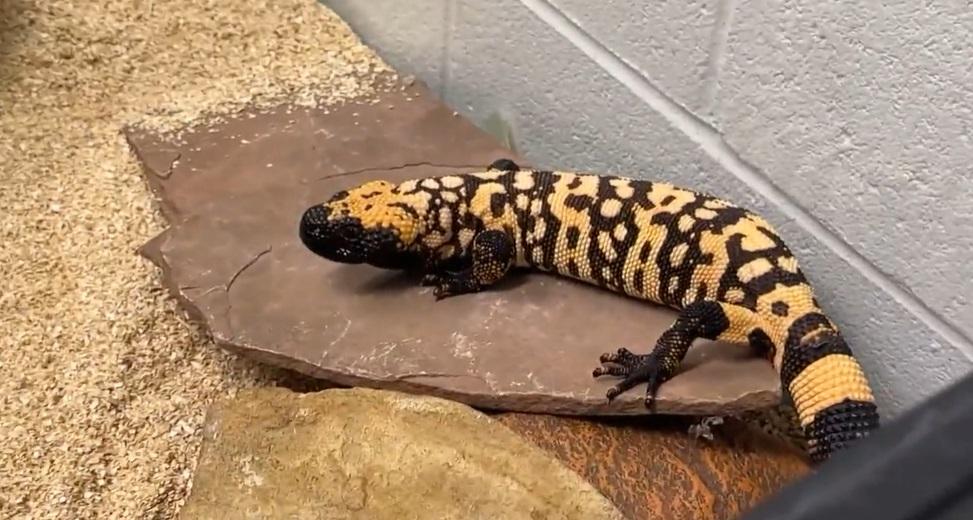 死者生前飼養的吉拉毒蜥。(互聯網)