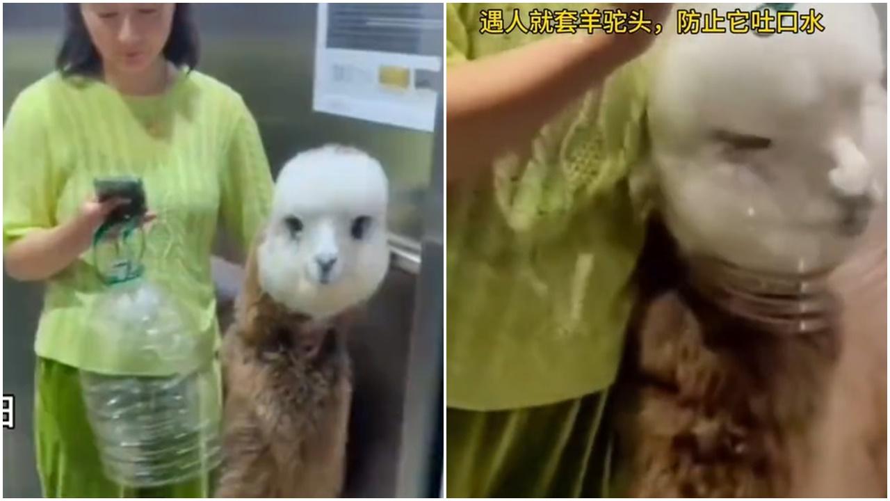 羊駝搭𨋢一遇人即被笠頭罩，網民：一睇就知係吐口水慣犯。(微博)