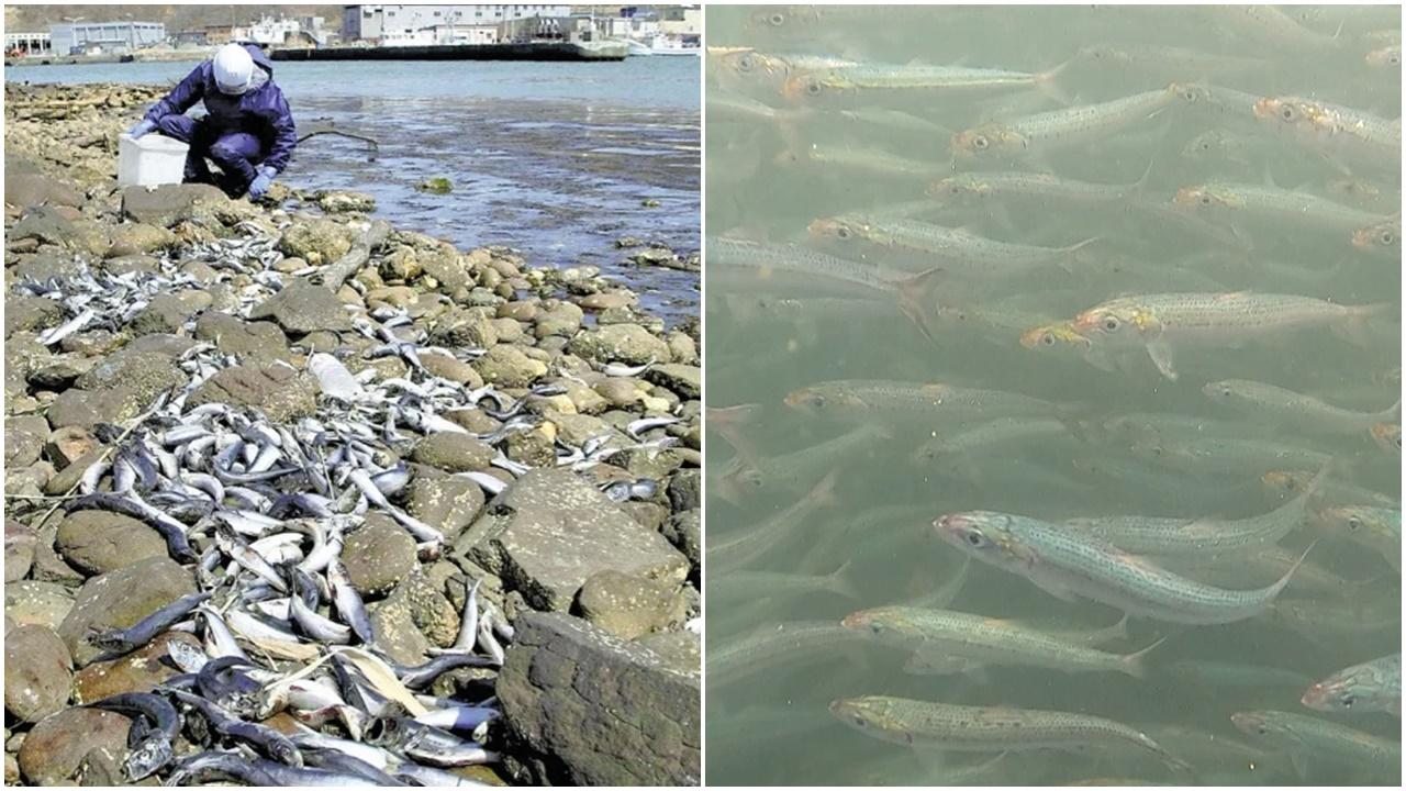 北海道有大量沙甸魚屍體沖上岸。(網上圖片)