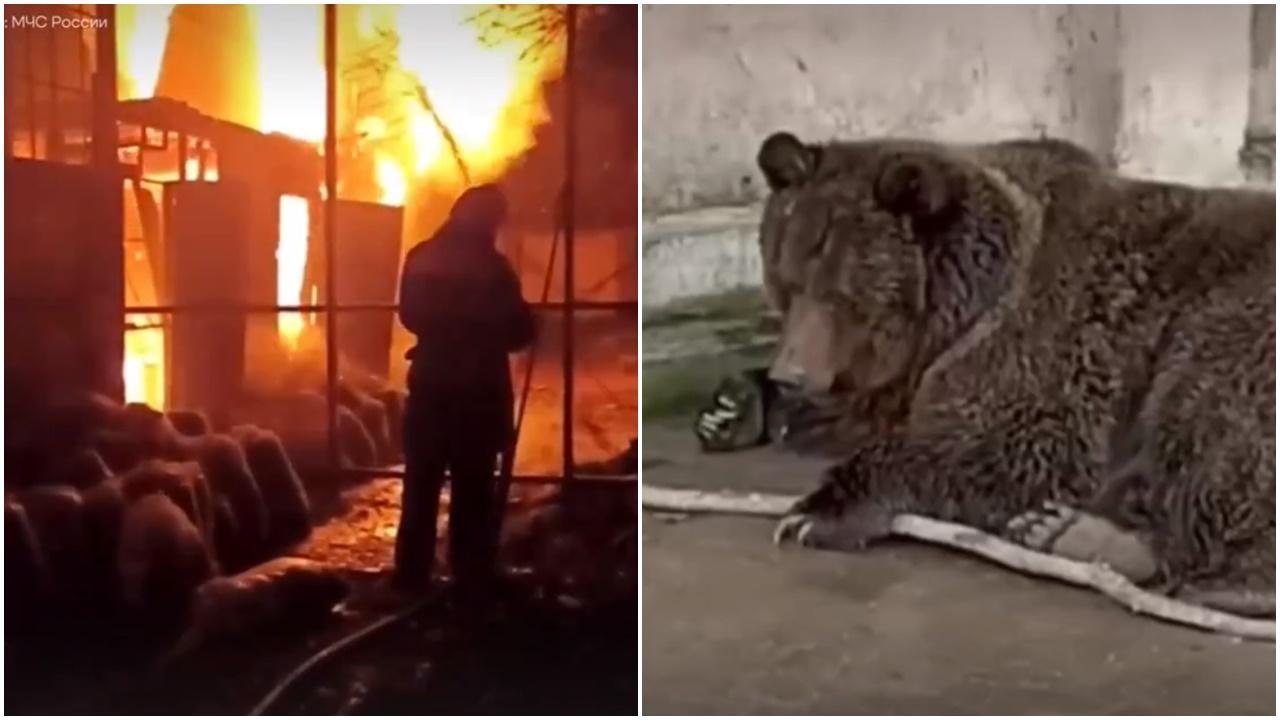 克里米亞動物園大火狂燒4小時，逾200動物葬身火海。(X)