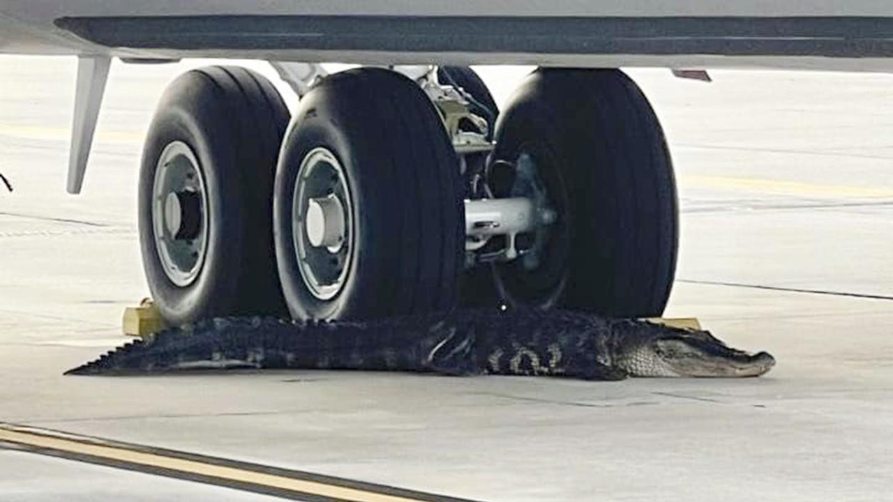 美國空軍基地添新種飛行員？鱷魚疑求偶闖跑道。(AP)