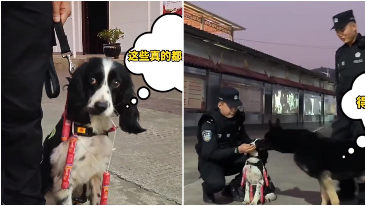 緝毒犬領功掛到一頸腸仔，為食「同事」忍唔住去搶。(微博)