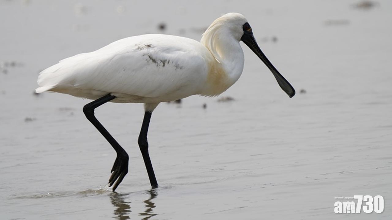 黑臉琵鷺連續第3年保持6000隻水平　觀鳥會憂新田科技城摧毀棲息地