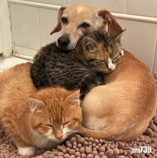 SHOPLINE香港去年每宗交易額增7.2%　寵物用品交易額按年增四成