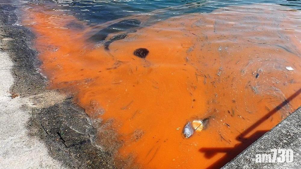 本港水域過去一周5宗紅潮　當局至今無收到相關魚類死亡報告