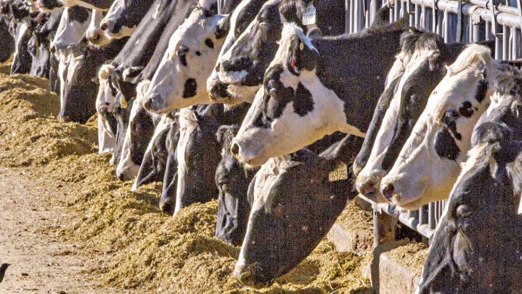 哺乳動物染疫響警號 德州人從乳牛染禽流感屬全球首例