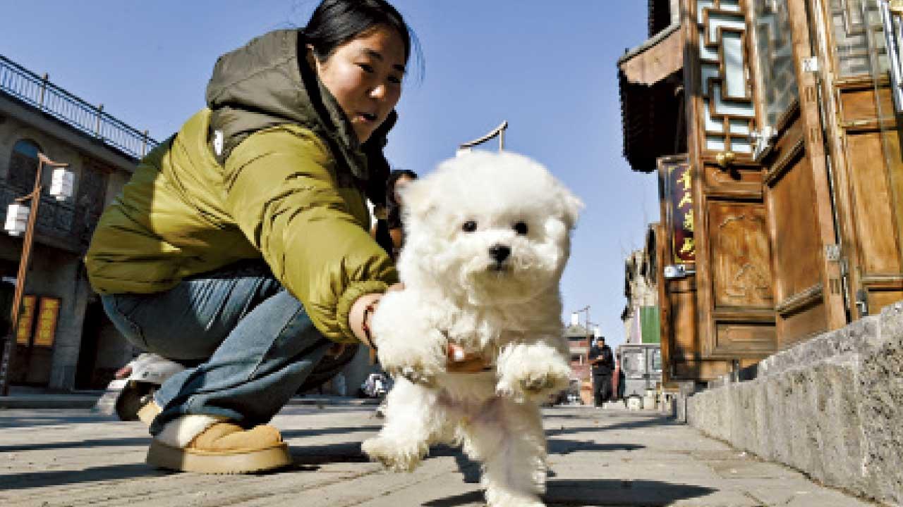 便利港人攜寵物北上 促進寵物「自由行」