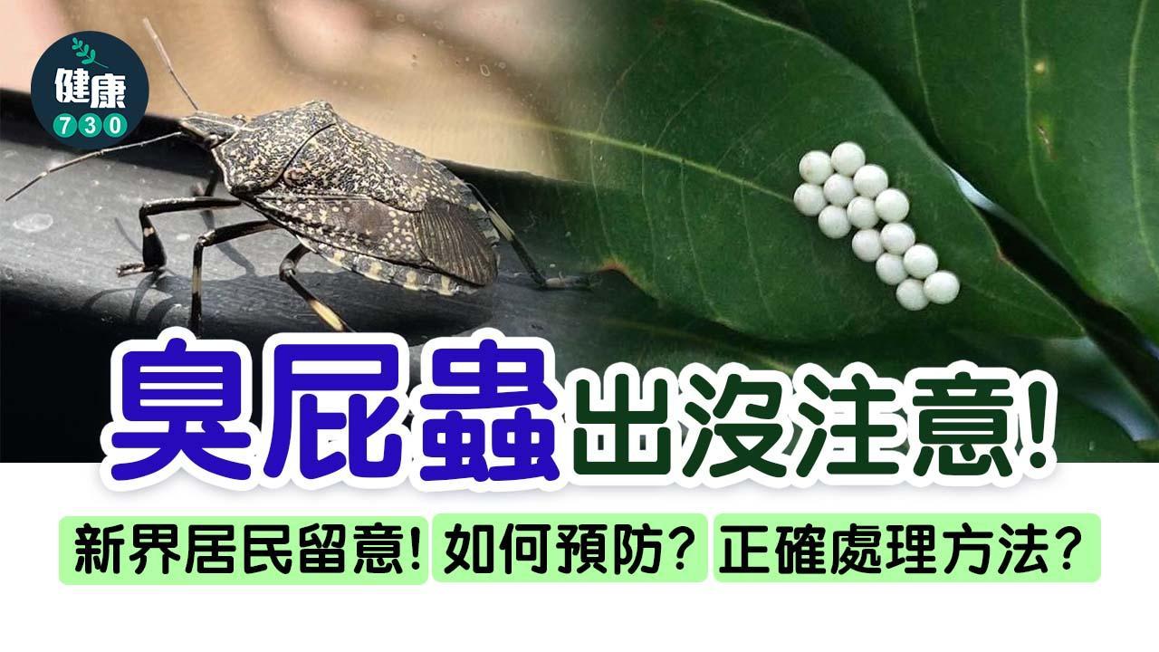 臭屁蟲卵｜大埔名物如何處理？14粒蟲卵爆咗會點？附預防入屋方法（am730製圖）
