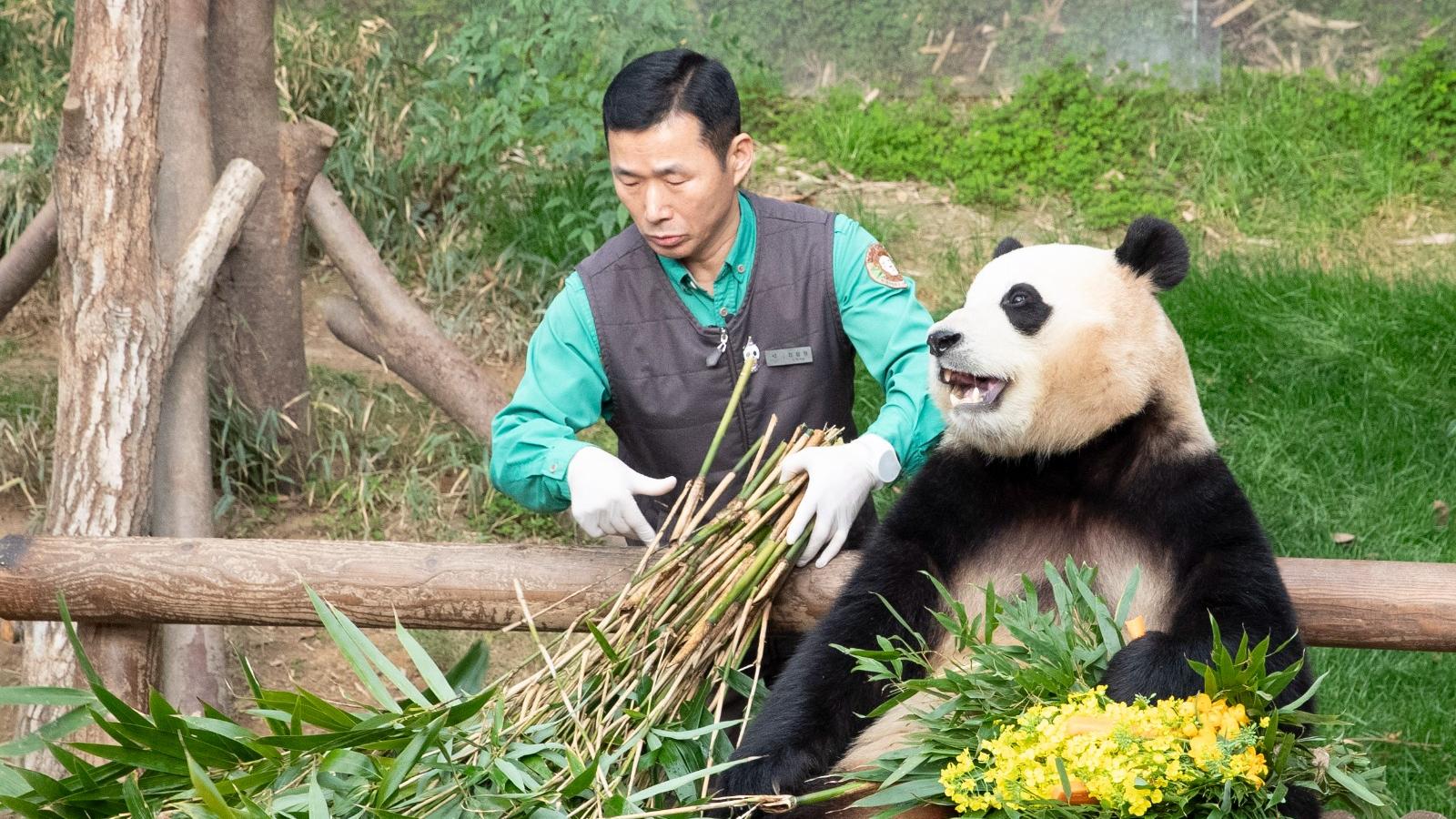 大熊貓福寶居韓近四年回歸 六千民眾含淚送別 飼養員喪母仍堅持「一路相伴」