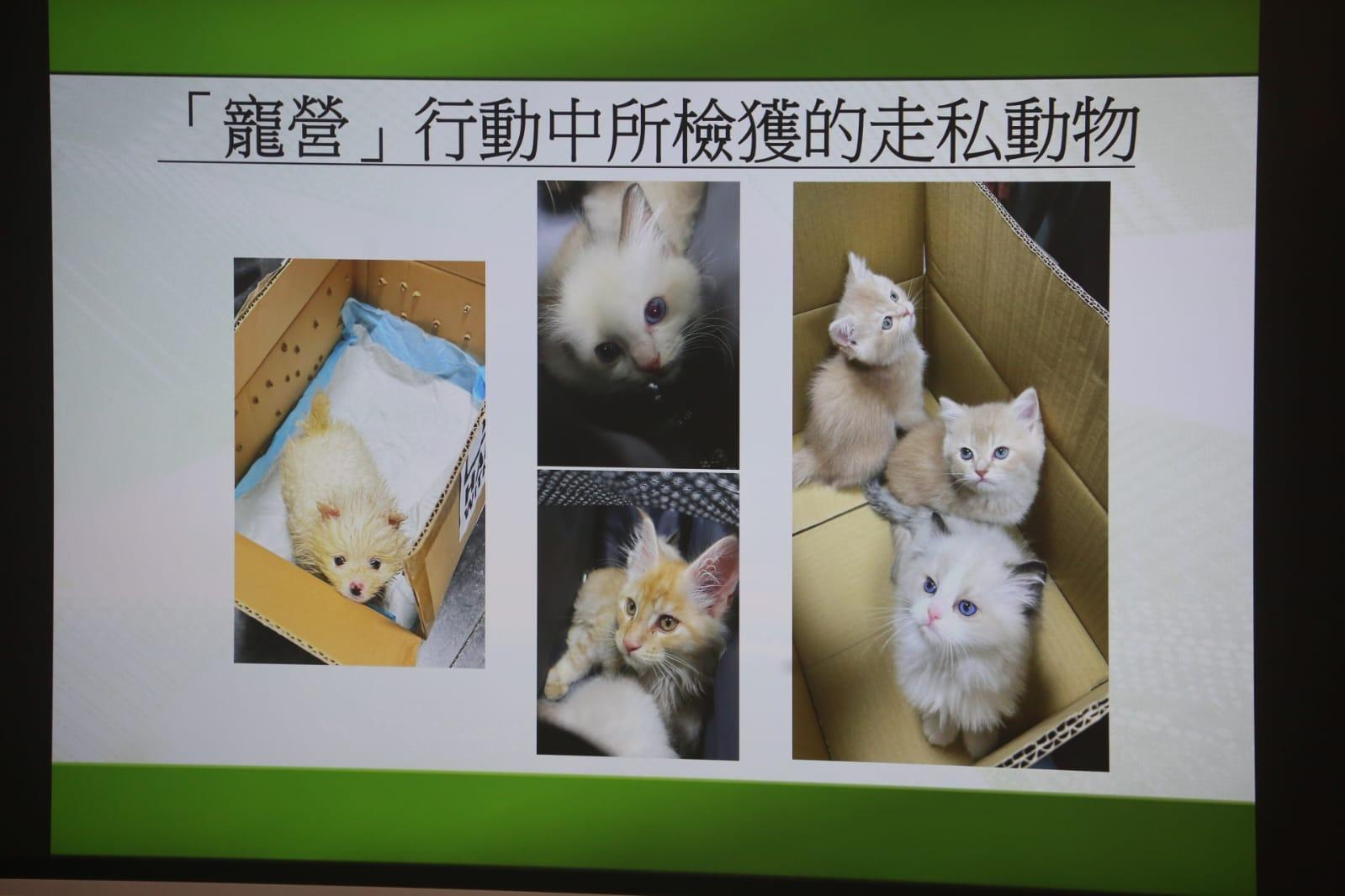 海關中英街破走私動物案拘2男女檢7貓狗