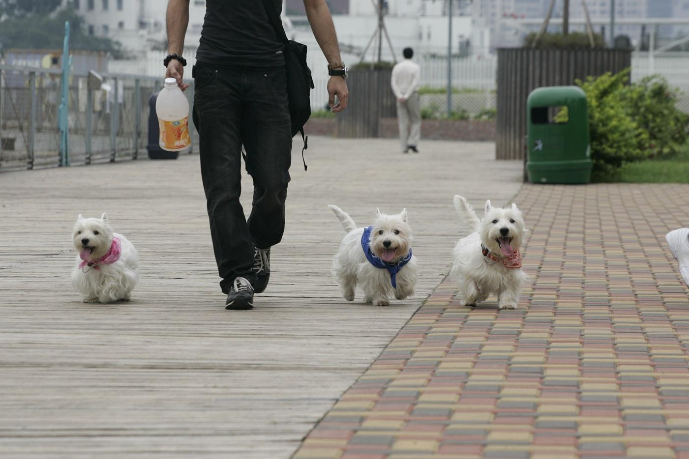 寵物保險升級 迎合港人需要