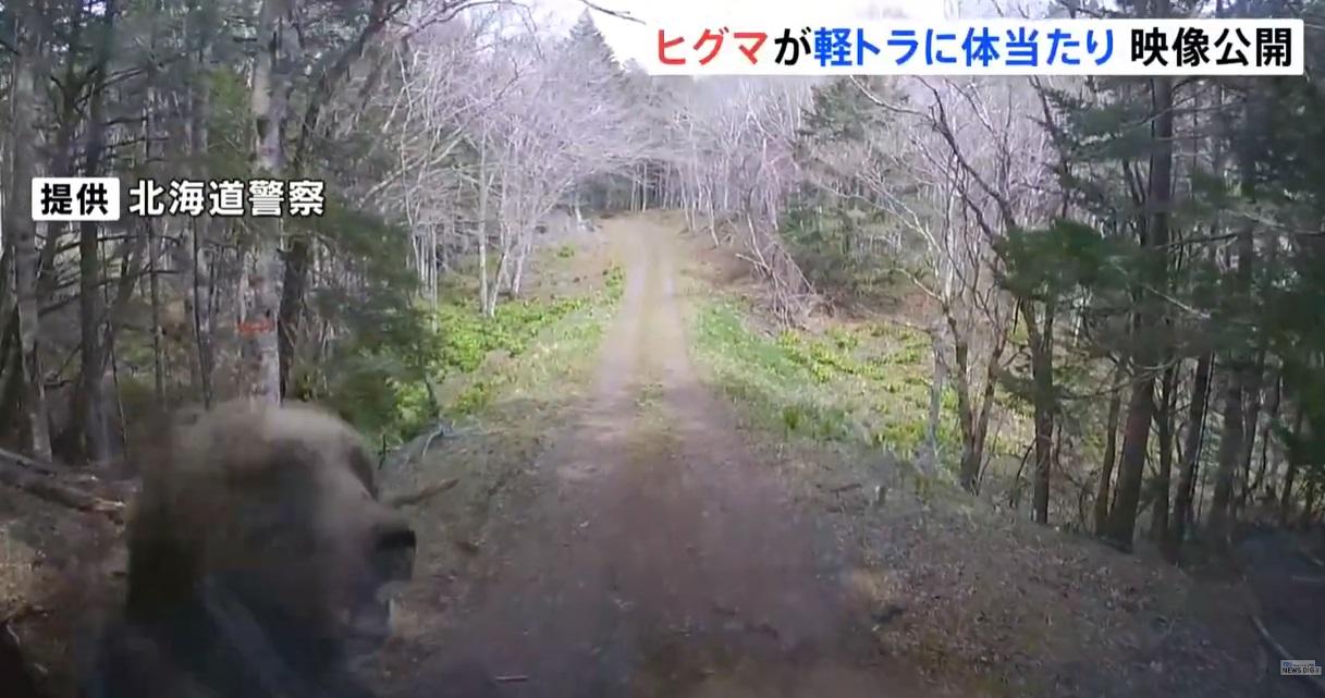棕熊直撲猛撞貨車車頭左前方。(互聯網)