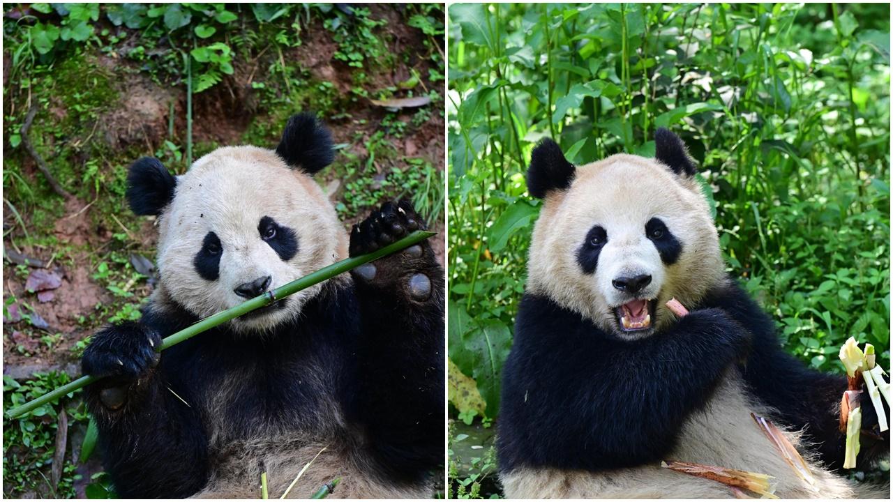 大熊貓「雲川」「鑫寶」將赴美10年，入住全球五大動物園之一。(微博)