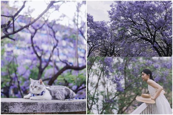 春暖花海｜昆明藍花楹觀賞地圖 沉醉夢幻紫色世界