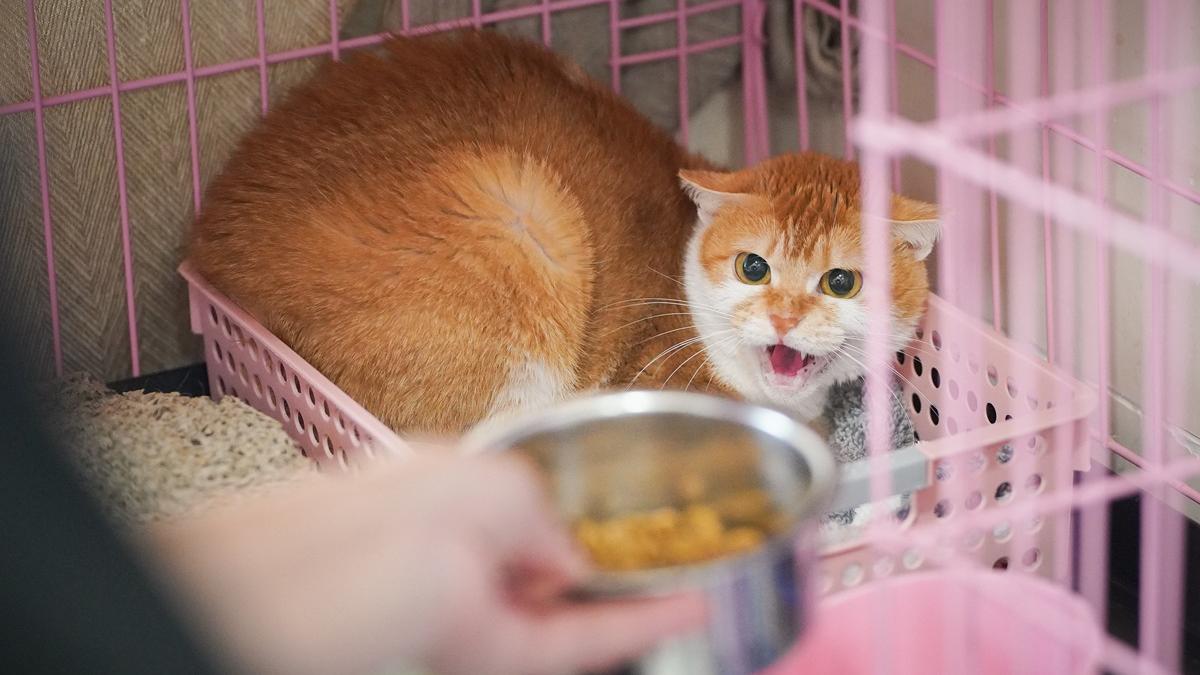 漁護署表示，加強規管貓隻售賣為保障公眾衞生及動物福利。(資料圖片)