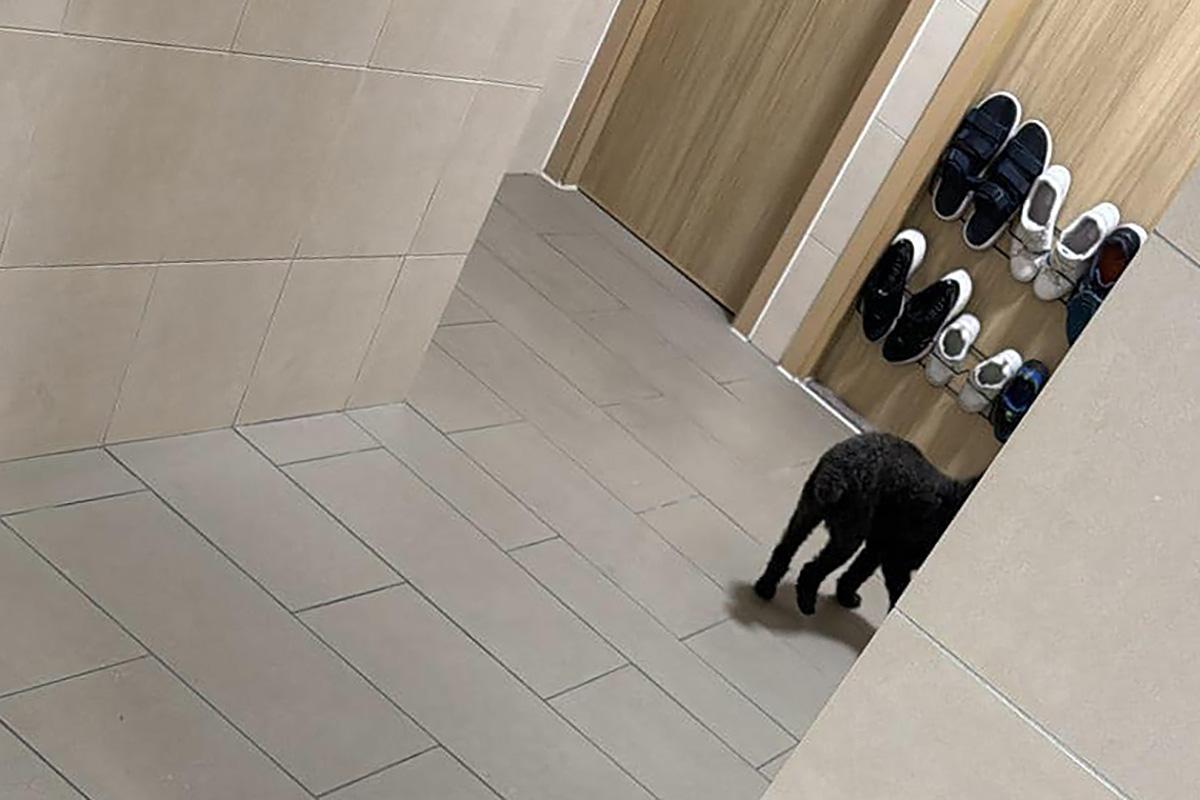 事主表示接獲速遞員把一隻狗送上門。(FB群組「將軍澳主場」)