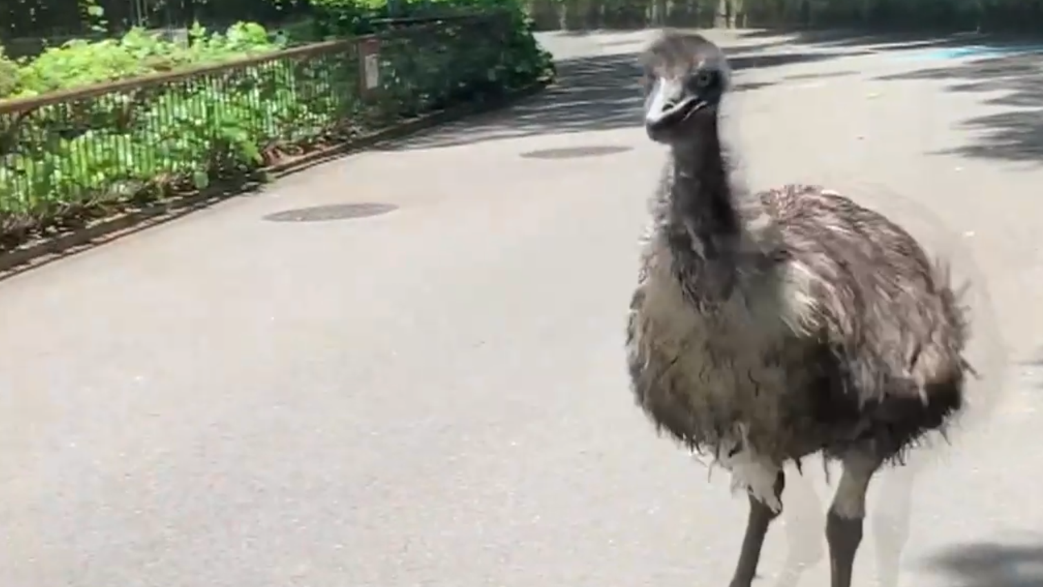 日本一個動物園飼養的鴯鶓受驚後逃脫。(影片截圖)