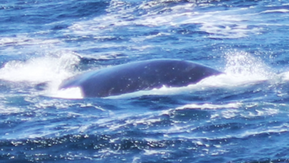 可能是最後身影 全球剩40條「北太平洋露脊鯨」激罕現身被拍下(有片)