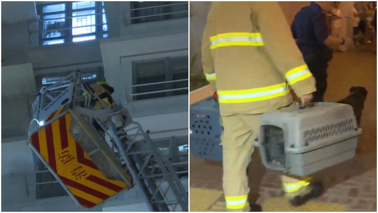 葵翠邨單位起火，1狗2貓1貂鼠3雀死亡，逾200人疏散。(電視截圖)