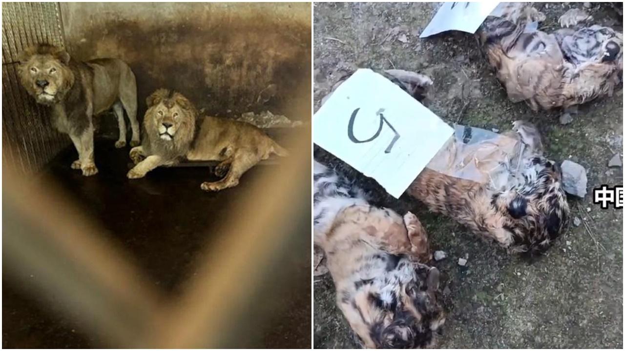 動物園被爆逾20隻老虎獅子疑非正常死亡，環境惡劣及非法繁殖。(微博)