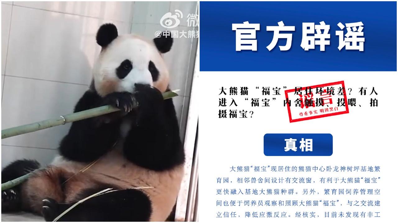 大熊貓「福寶」將於6月與公眾見面，研究中心就虐待流言辟謠。