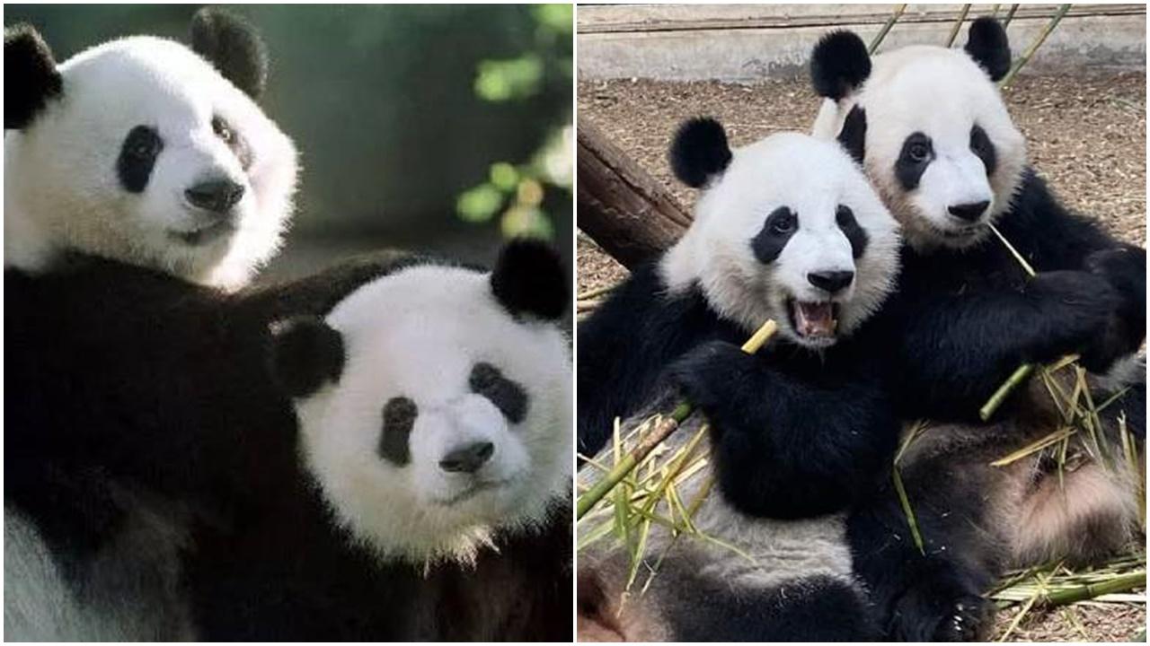 大熊貓「洋洋」口吐白沫惹關注，一家四口回國程序終啟動。