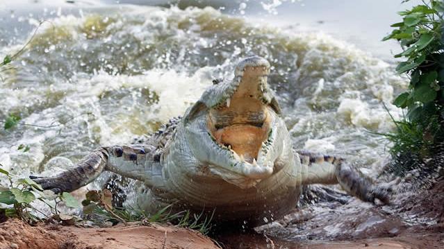 兇鱷殺21人傳專咬男人私處，村民：有超自然力量。(網上圖片)