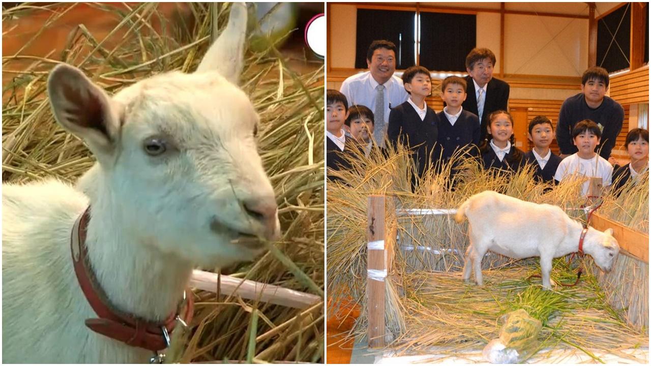 日本小學一年級新生竟是隻羊，其實校長用心良苦。(網上圖片)