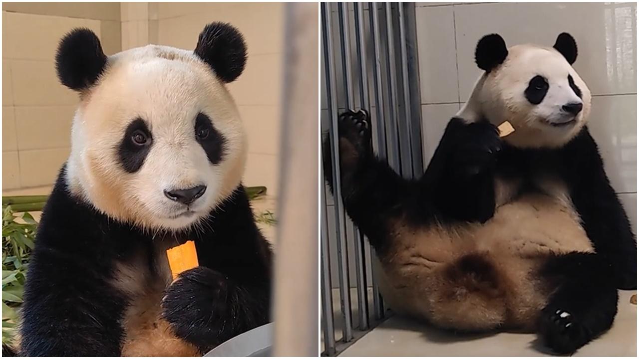 大熊貓「福寶」結束隔離後將落戶臥龍神樹坪基地，擇機與公眾見面。(微博)