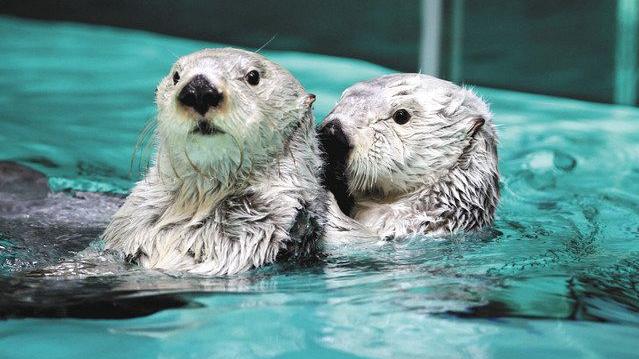 日本水族館惟一雄性海獺無性慾，專家擔心絕後。(X)