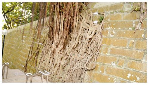 石牆樹是香港獨特的風景。(環護教育基金會)