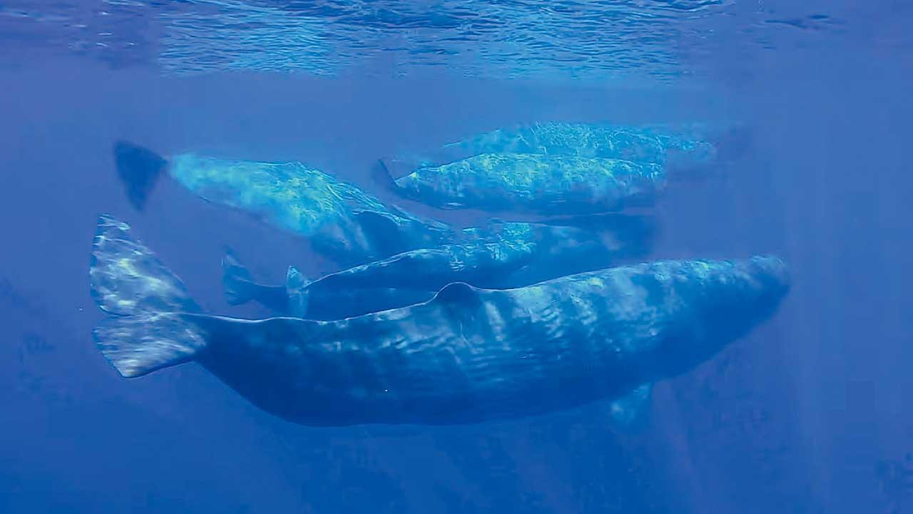 或像人類有單字句子 AI破解抹香鯨「語言」