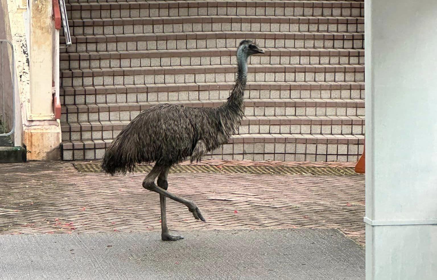 天水圍澳洲鴕鳥鴯鶓健康狀況良好　漁護署：至今未有人認領