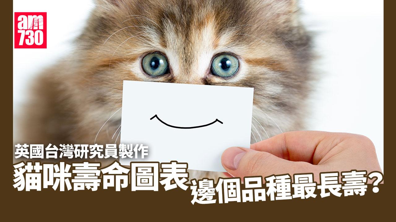 哪種貓咪最長壽？英國研究：伯曼貓與緬甸貓平均活14.4年為最長壽 較短命是呢個品種