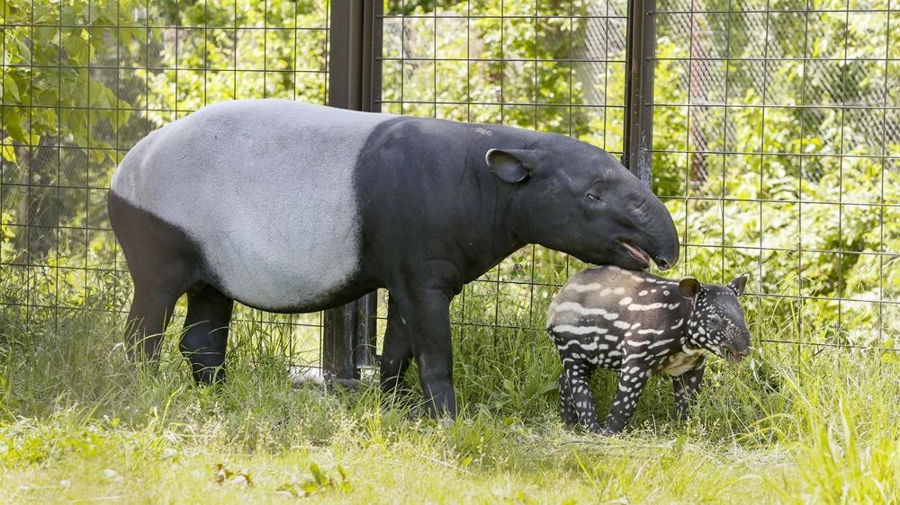 群馬野生動物員內的馬來貘母子。(X)