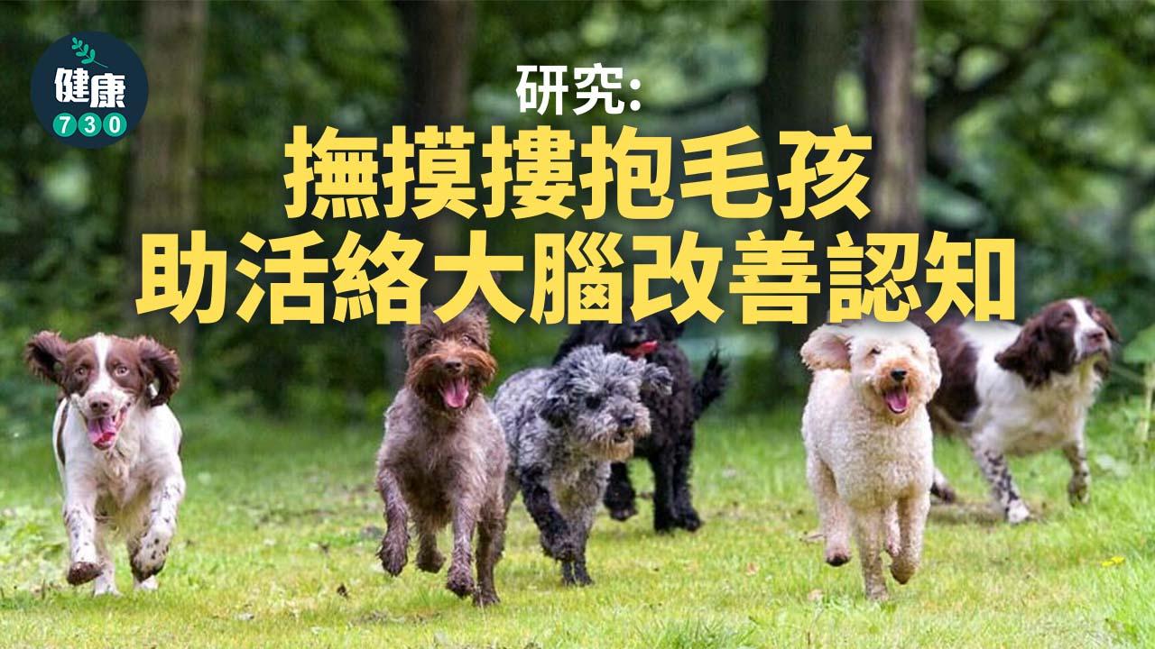 研究：撫摸摟抱毛孩助活絡大腦改善認知
