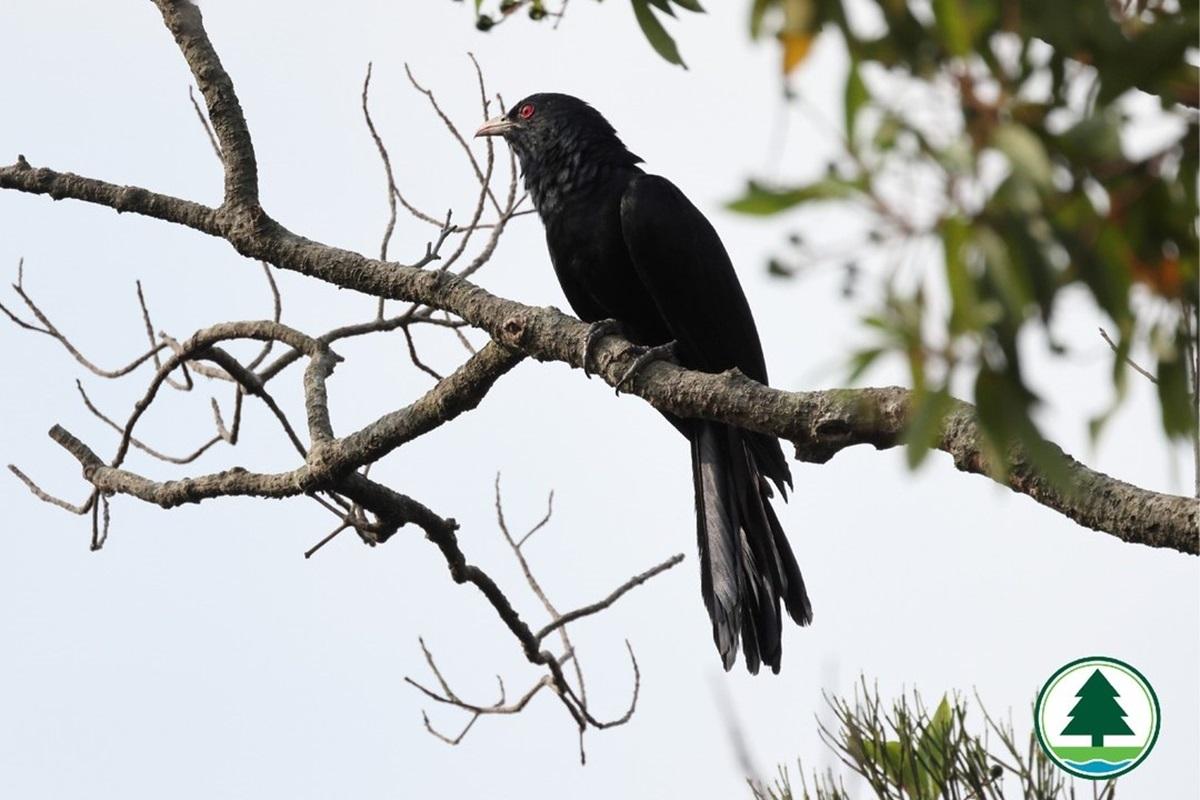 漁護署話野鳥喺清晨同黃昏發出較頻密同明顯嘅鳴叫求偶，屬於自然現象。(漁護署圖片，Elvis Wong攝)