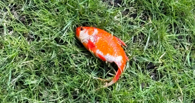 家中花園草地忽然有條活魚！醫生百思不得其解 唯有咁樣做 竟成國際熱話