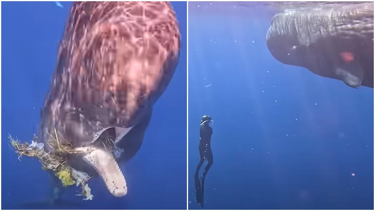 抹香鯨咀纏垃圾向潛水員求助，獲救後逗留作無言感激。(YouTube)